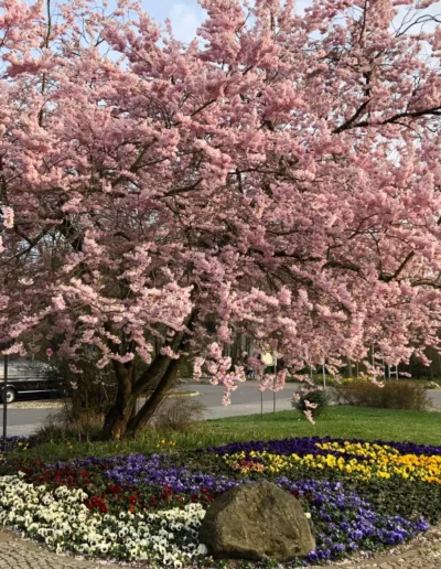 Hotel Sonnenhügel Frühling