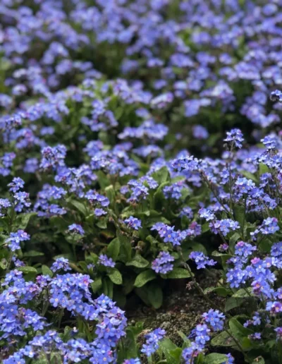 Hotel Sonnenhügel Frühling 8332